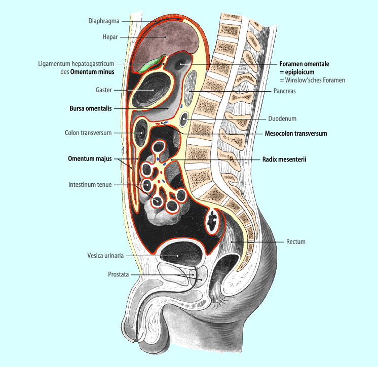 Anatomia Retroperitoneal Anatomia Retroperitoneal