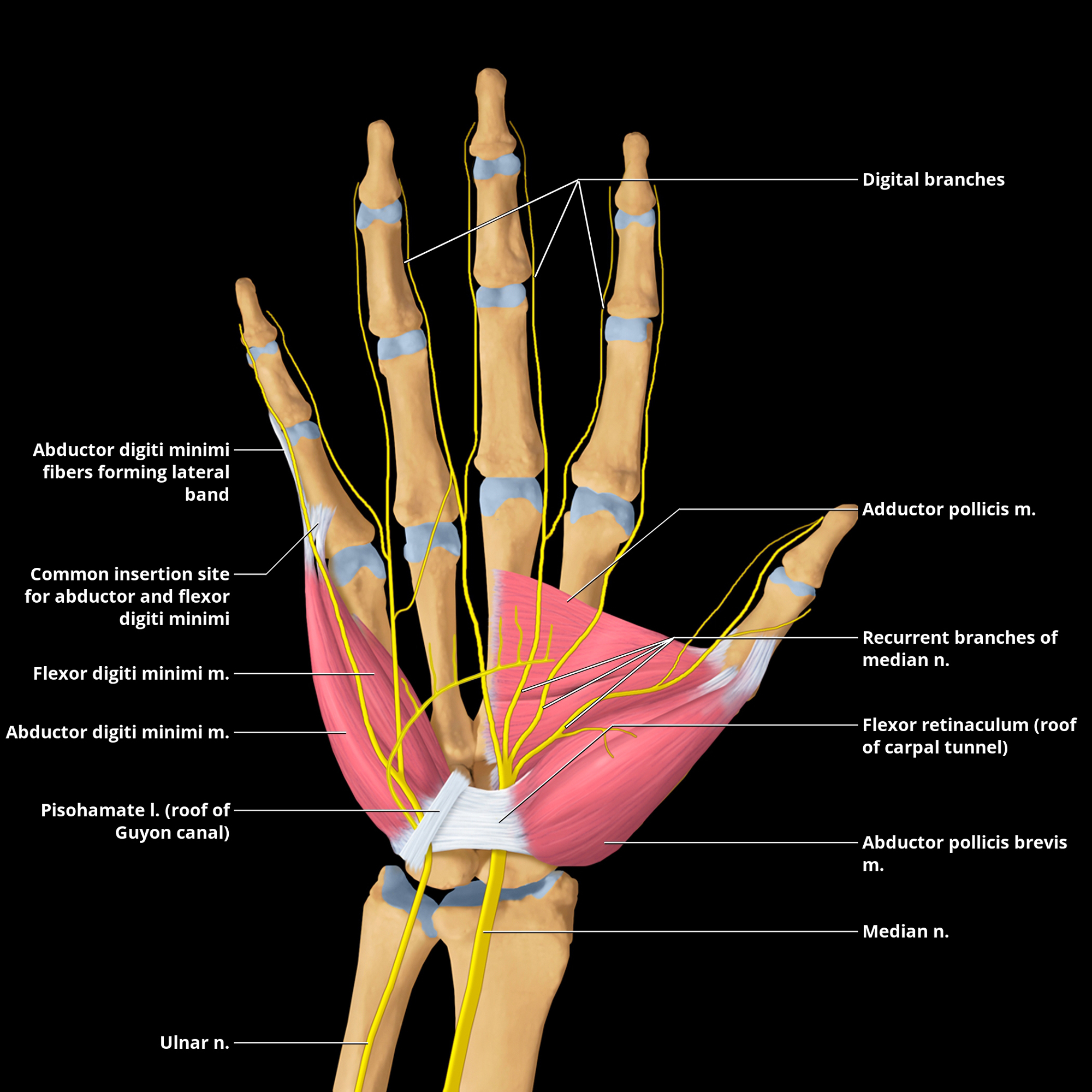 Image Result For Thumb Adductor Muscle Ulnar Nerve Median Nerve My XXX Hot Girl