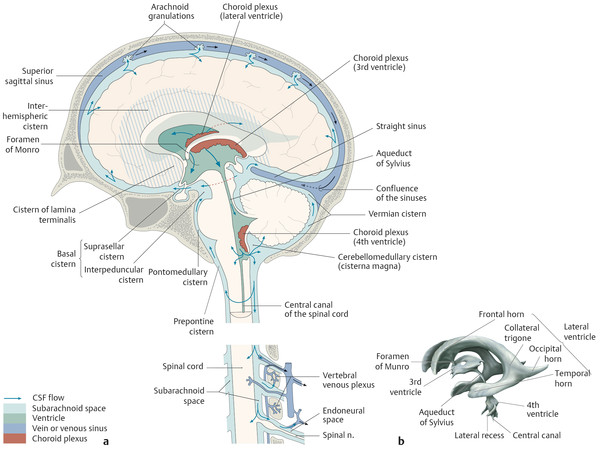 cerebrospinal fluid pathway