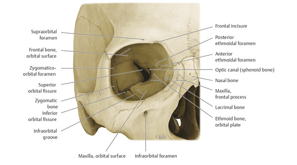 zygomatico orbital foramen