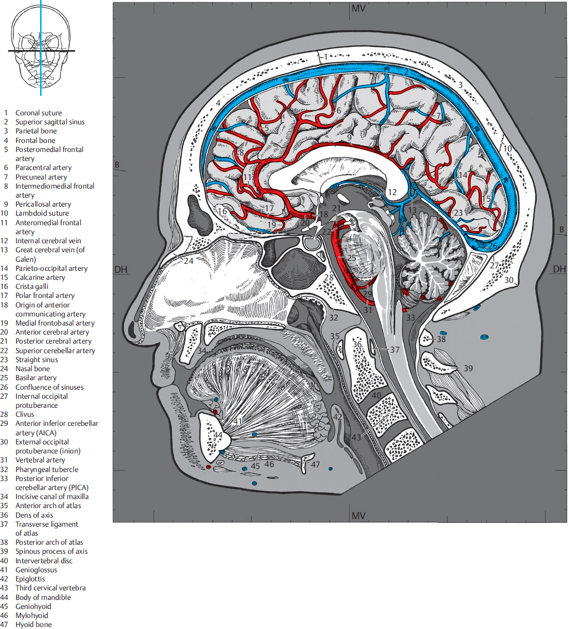 Sagittal View Of The Human Brain Brain Sagittal Every Vrogue Co
