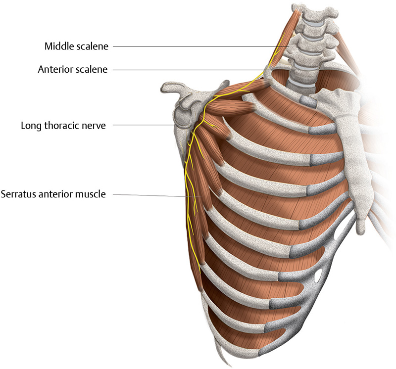 Thorax, Lungs, Ribs & Muscles