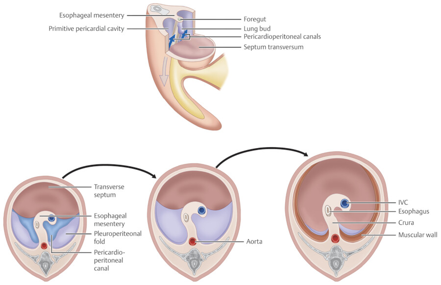 Major openings of the diaphragm: lateral view