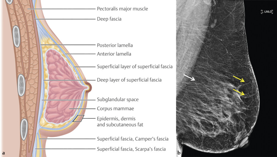 Anatomical diagram of the normal breast showing the distribution of