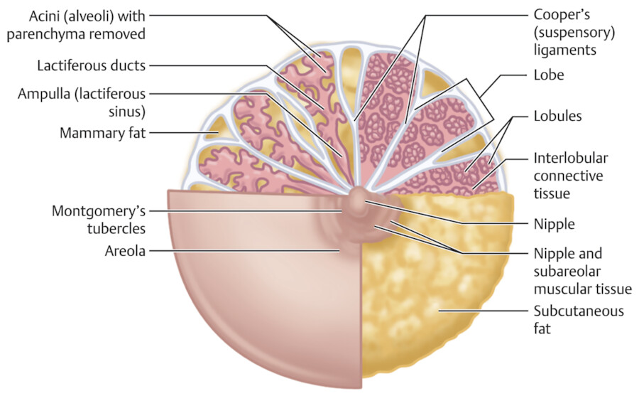 Alveolar Epithelium In Breast Alveolar Epithelium In Breast