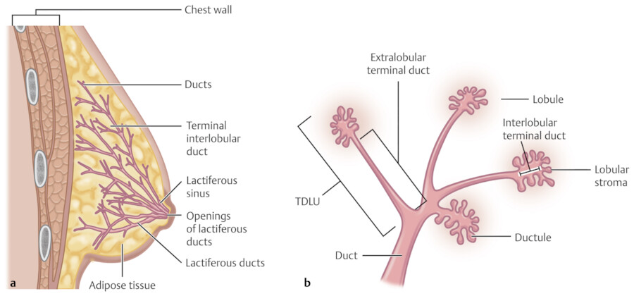 Female Chest Anatomy. Mammary Gland, Duct and Lobular Structure