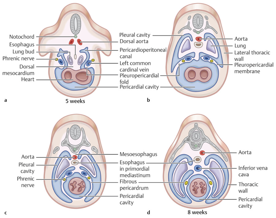 pericardial cavity