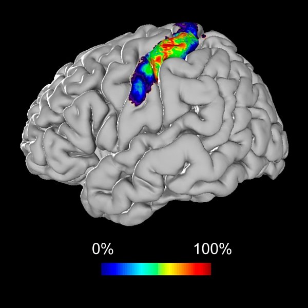 Primary somatosensory cortex: location and function