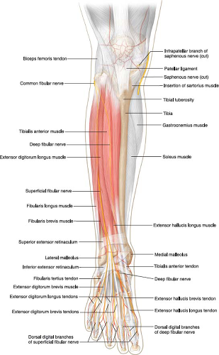 Abnormalities Of The Superficial Peroneal Nerve At The Ankle