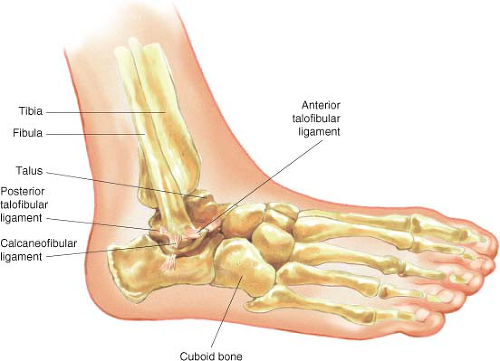 Arthritis and Other Abnormalities of the Ankle Joint