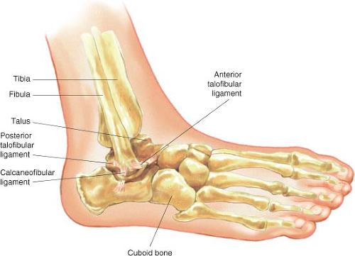 Deltoid ligament of the ankle, Radiology Reference Article