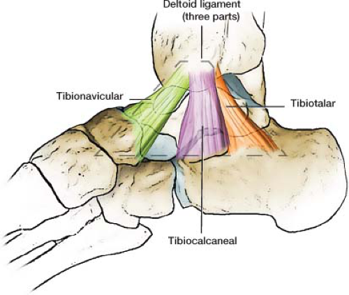 deltoid ligament