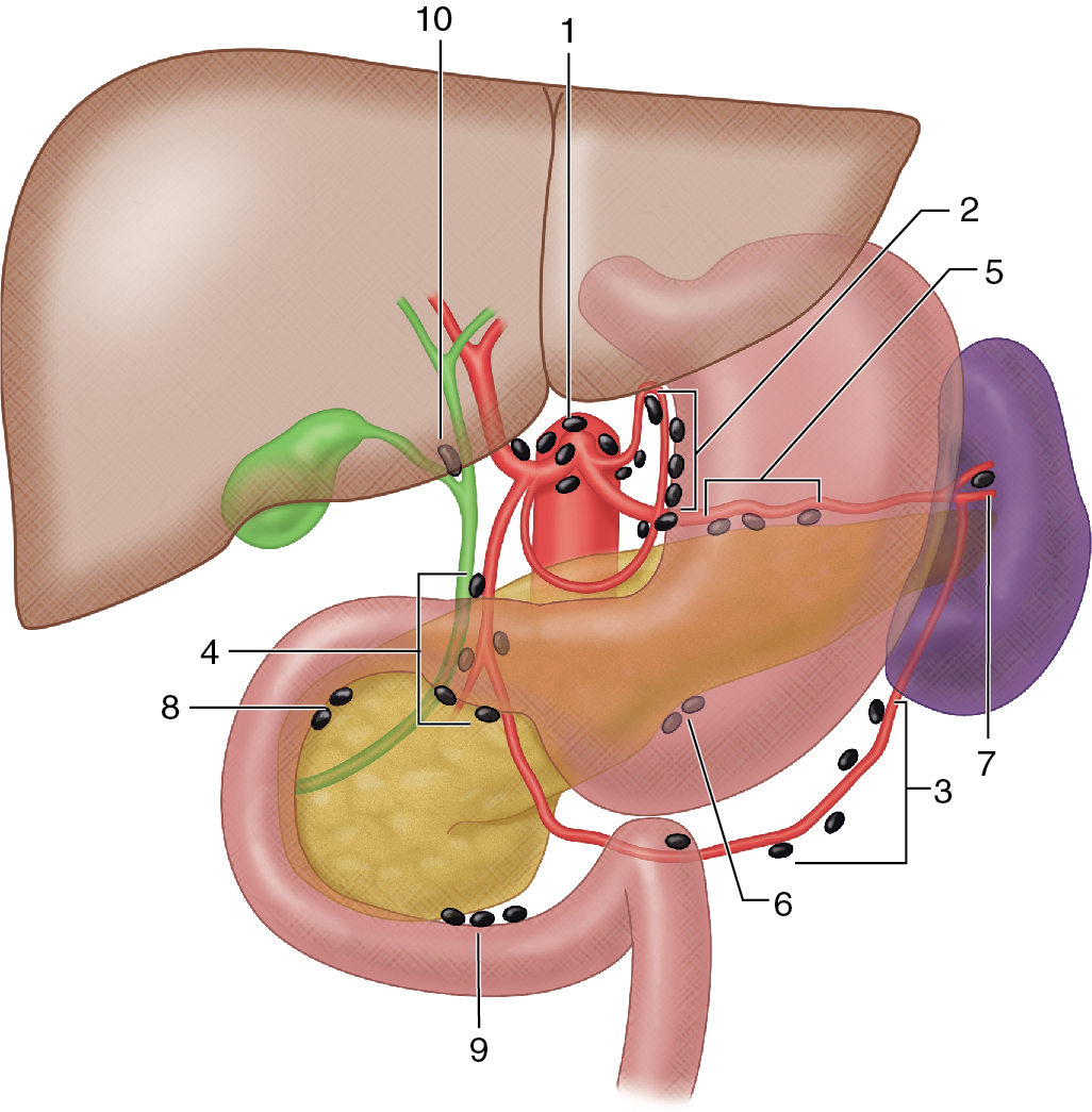 Photograph of the groin-the arrow indicating the position of the