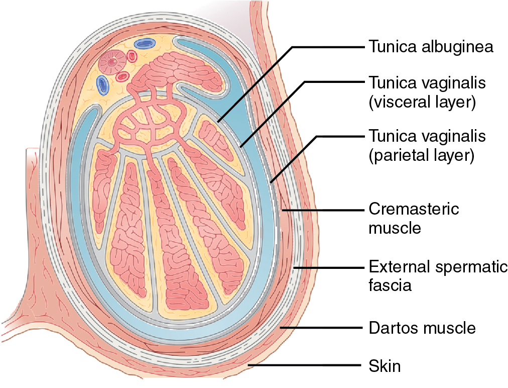 2 Functions Of Testes