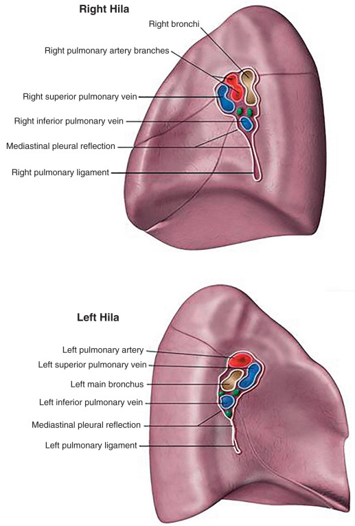 Normal female anatomy of the chest (thoracic) cavity and lungs
