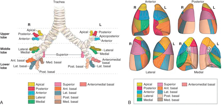 Normal Anatomy of the Lungs | Radiology Key