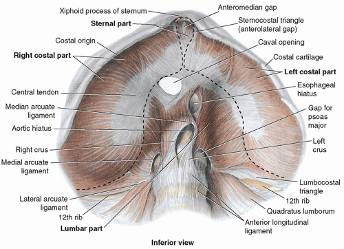 Major openings of the diaphragm: lateral view