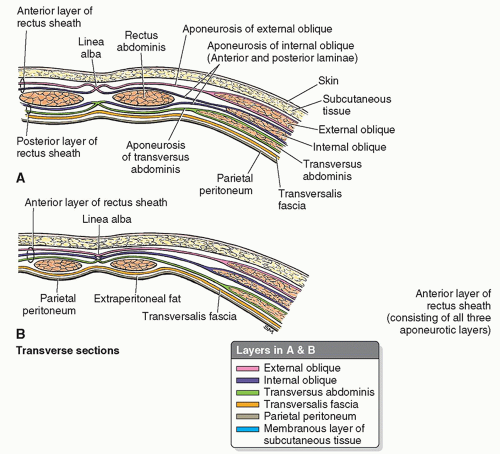 abdominal tissue layers