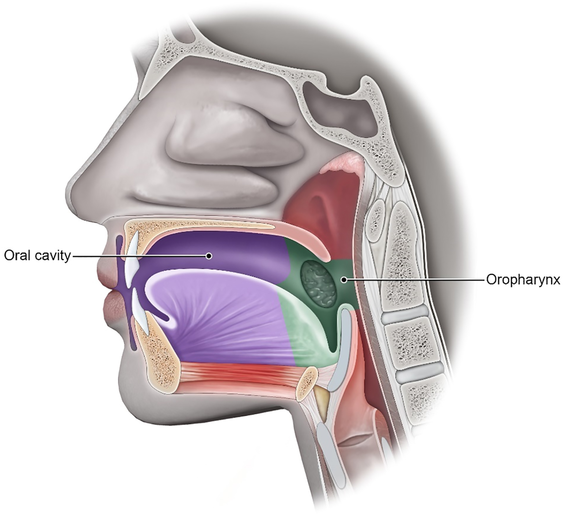 A cross-sectional view depicting the oral cavity with the oral tongue anterior to the base of the tongue in the oropharynx.