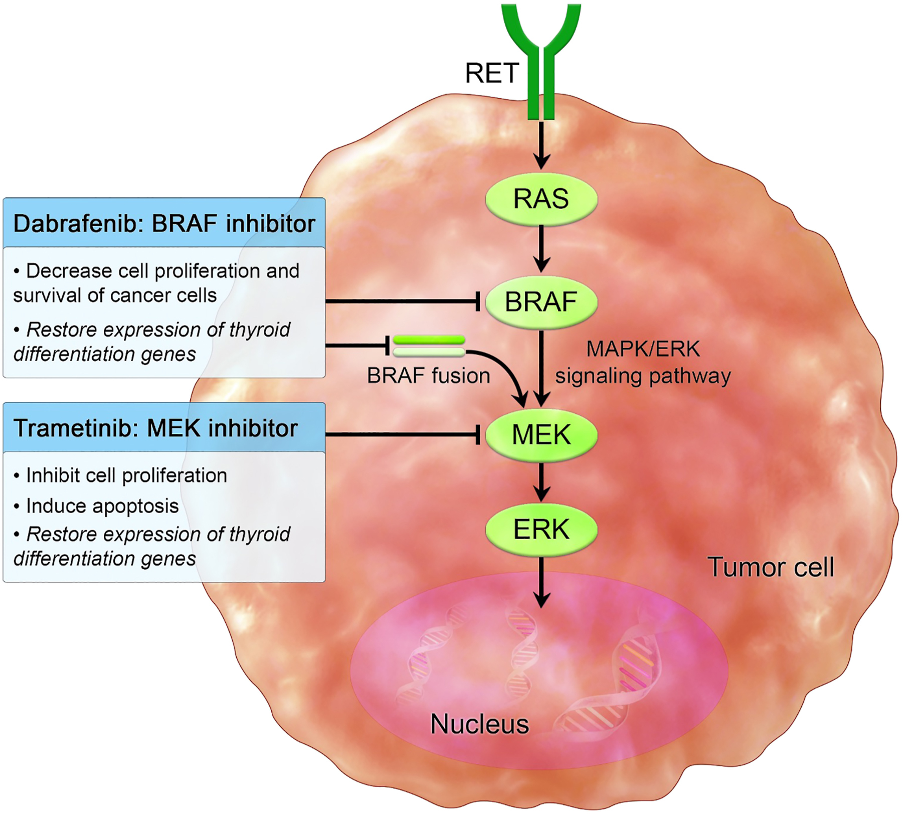 A labeled pathway diagram shows the mechanism of B R A F and M E K inhibitors within a tumor cell targeting the M A P K slash E R K signaling cascade.