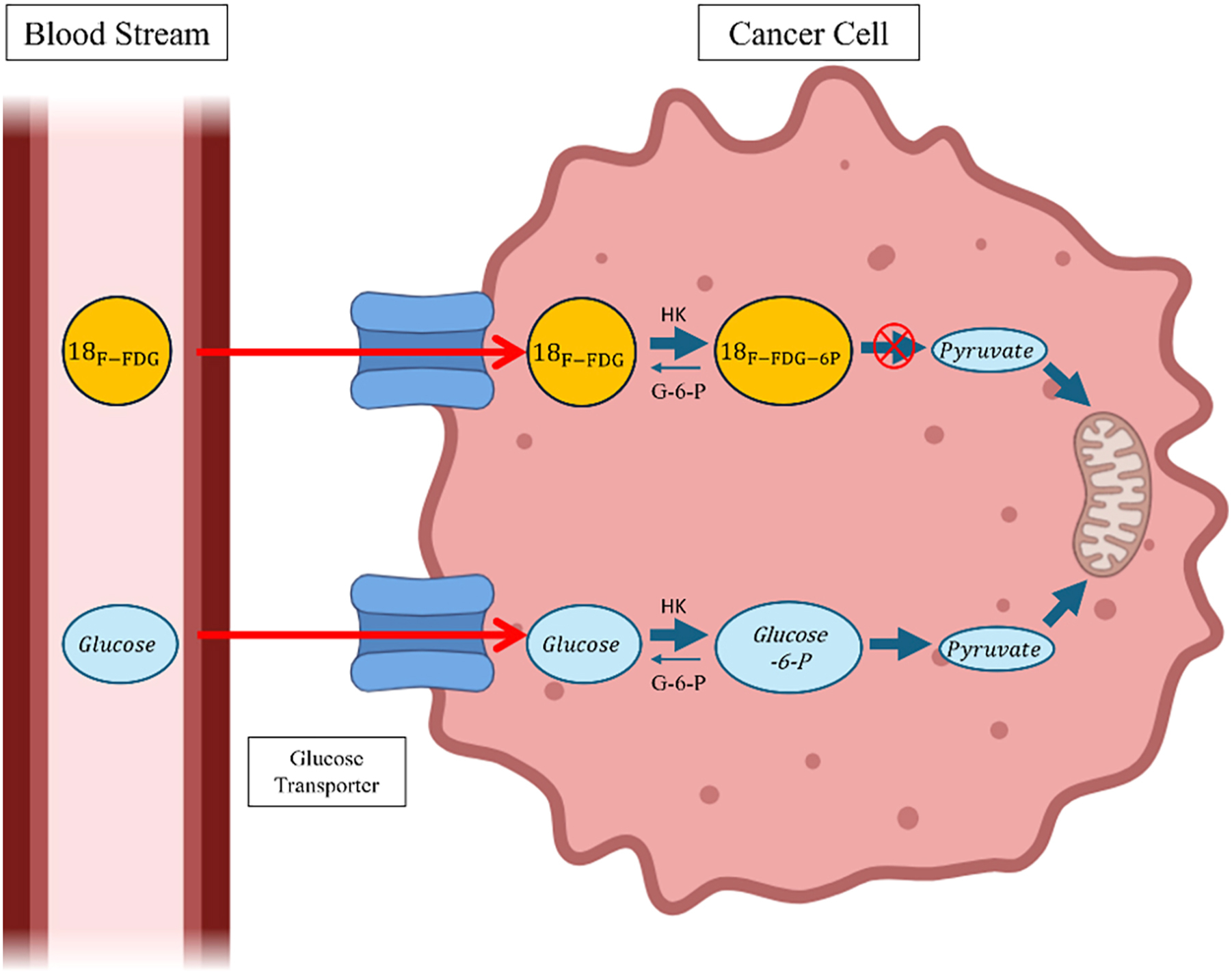 A diagram of receptor mediated interaction between antibodies and a cancer cell membrane.