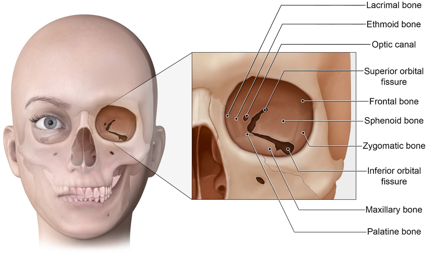 A split-view rendering of a human face transitioning to a skull features a magnified callout box detailing the specific bones and fissures forming the right eye socket.