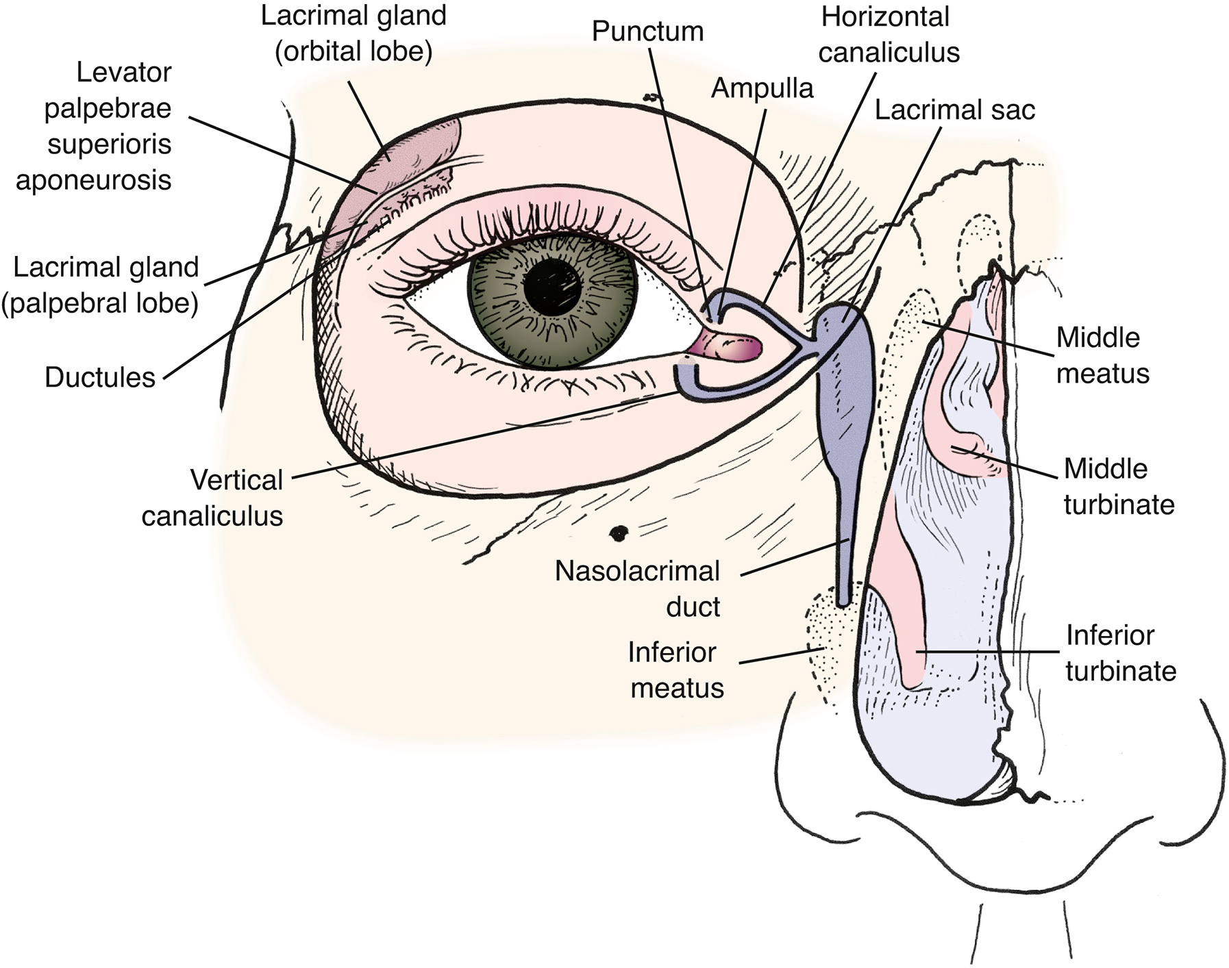 An anatomical diagram of the human eye and nasal cavity illustrates the lacrimal system and shows tear production in the lacrimal gland and drainage down through the nasolacrimal duct.