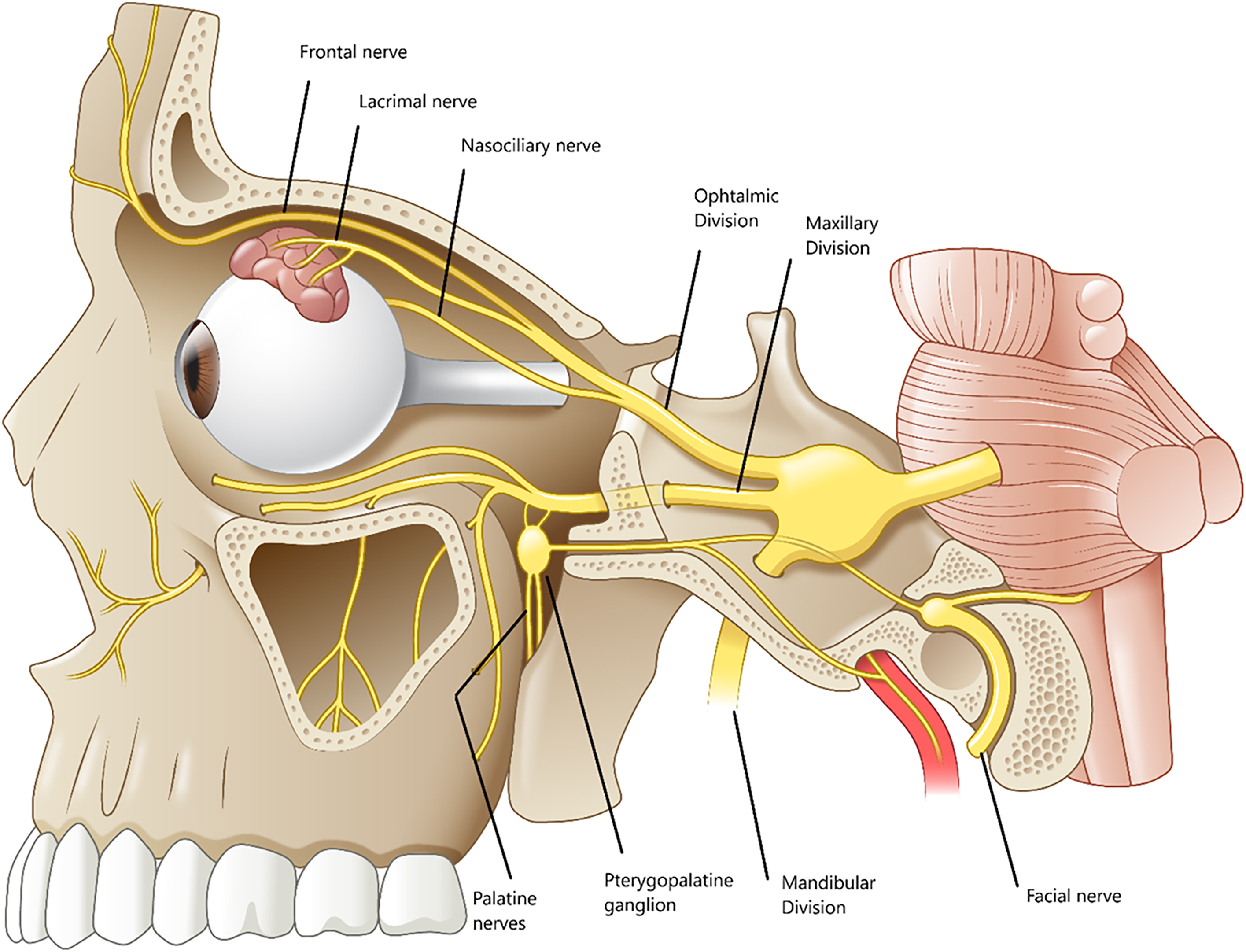 A diagrammatic illustration of the trigeminal nerve and its branches in the head.