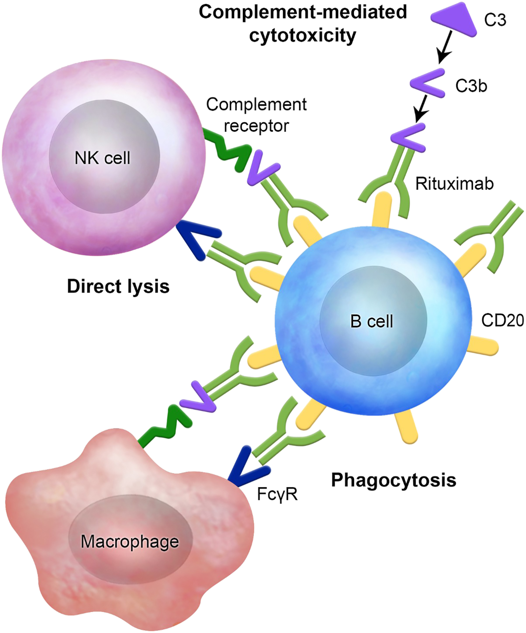 A labeled diagram shows the mechanism of action of C D 20 monoclonal antibody Rituximab targeting B cells through complement and immune cell pathways.