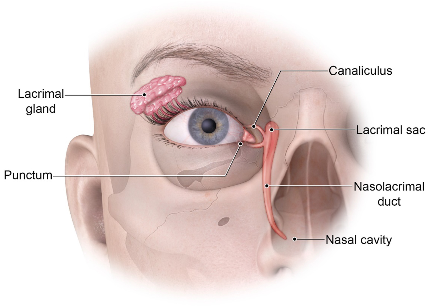 A diagram shows semi-transparent facial rendering shows the lacrimal system structures layered over the right eye and nasal region, tracing the physical pathway of tear drainage.