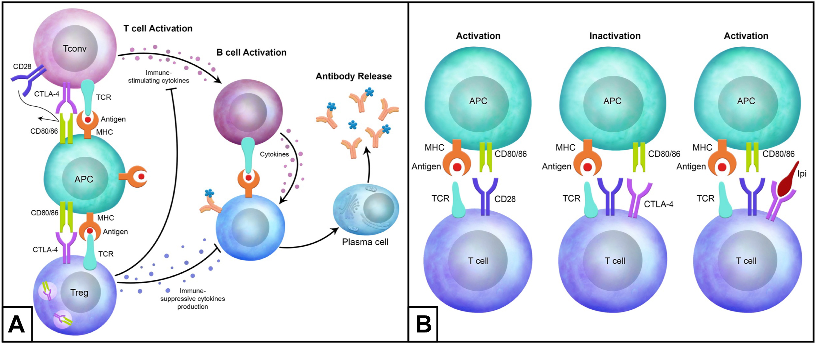 A labeled immunological diagram illustrates C T L A 4 mediated T cell inhibition and the mode of action of C T L A 4 inhibitors in T cell activation.