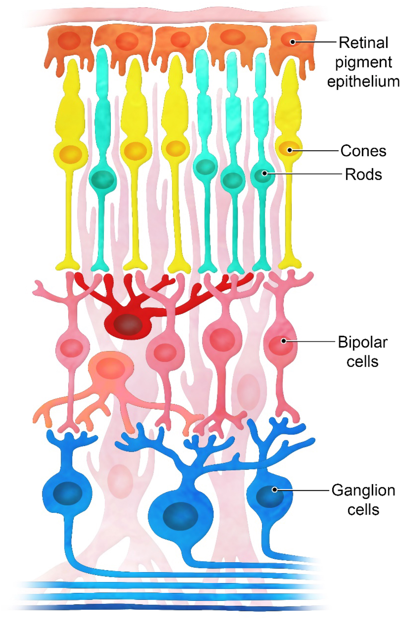 A diagram of retinal anatomy shows five labeled layers from top to bottom: retinal pigment epithelium, cones, rods, bipolar cells, and ganglion cells.