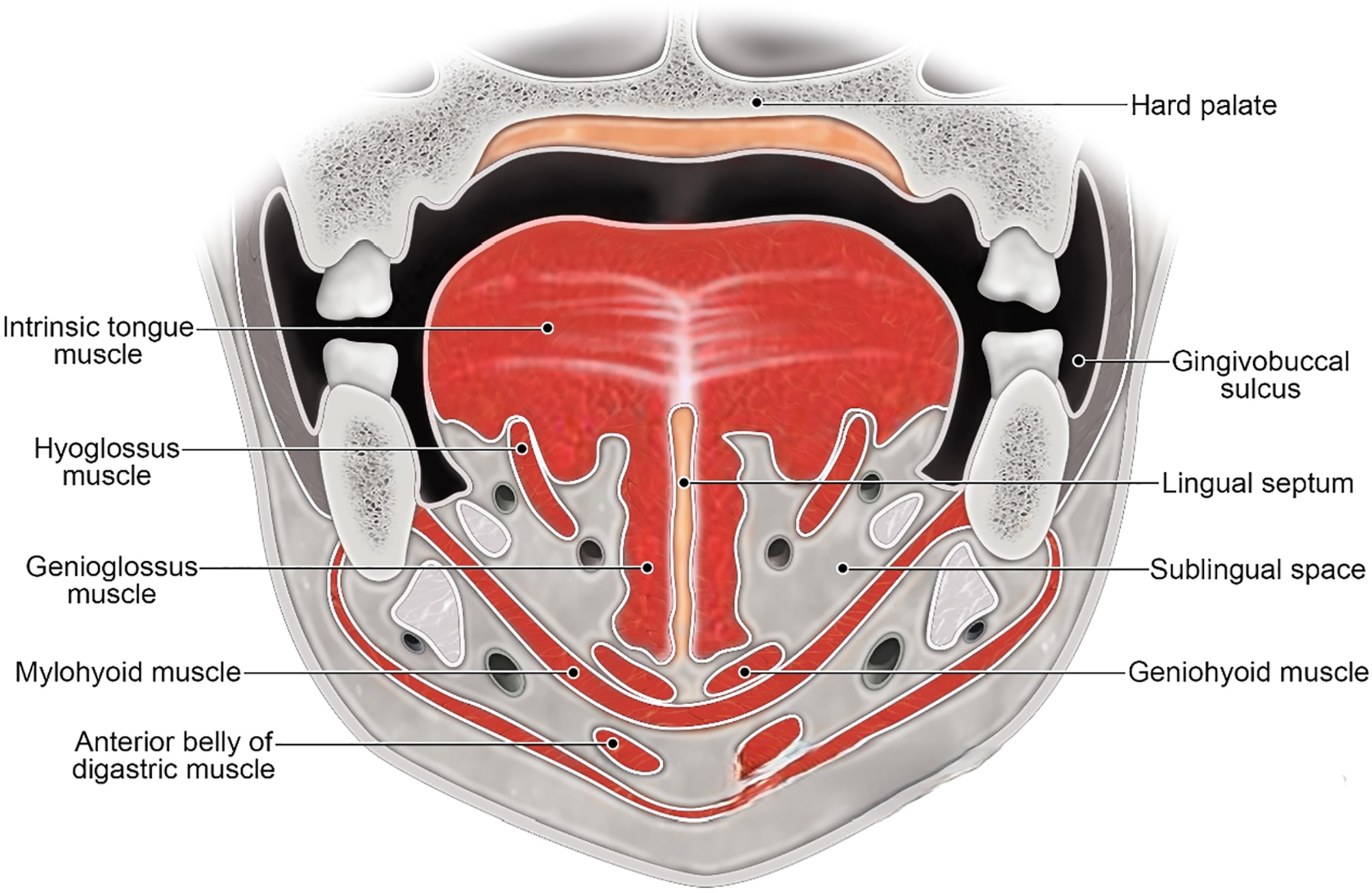 A coronal diagram of the oral cavity depicts structures like the tongue, palate, tonsils, and muscles.