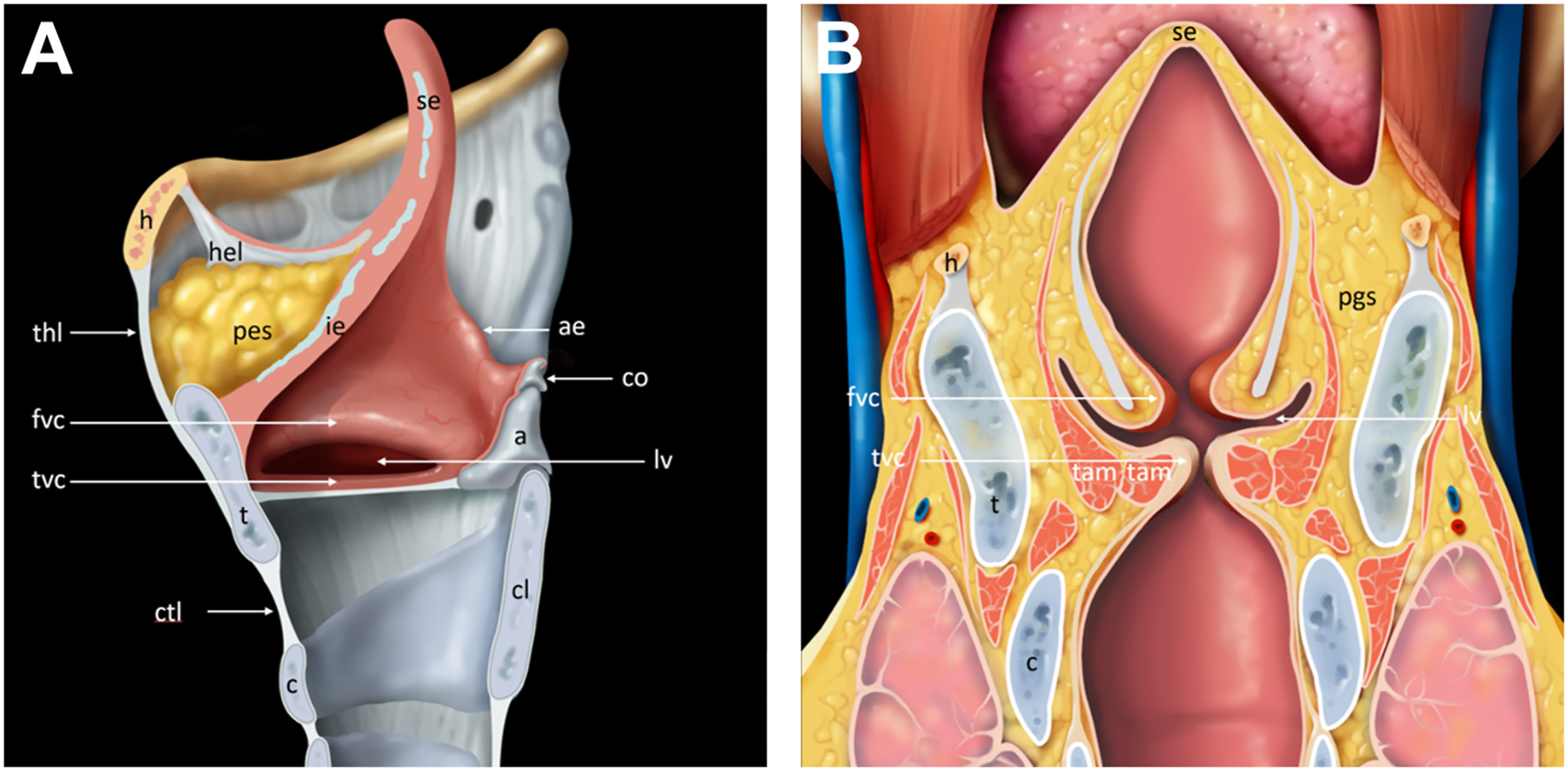 A pair of anatomical diagrams illustrates labeled parts of the larynx and pharynx on the left and a cross-sectional view of the neck with labeled structures on the right.