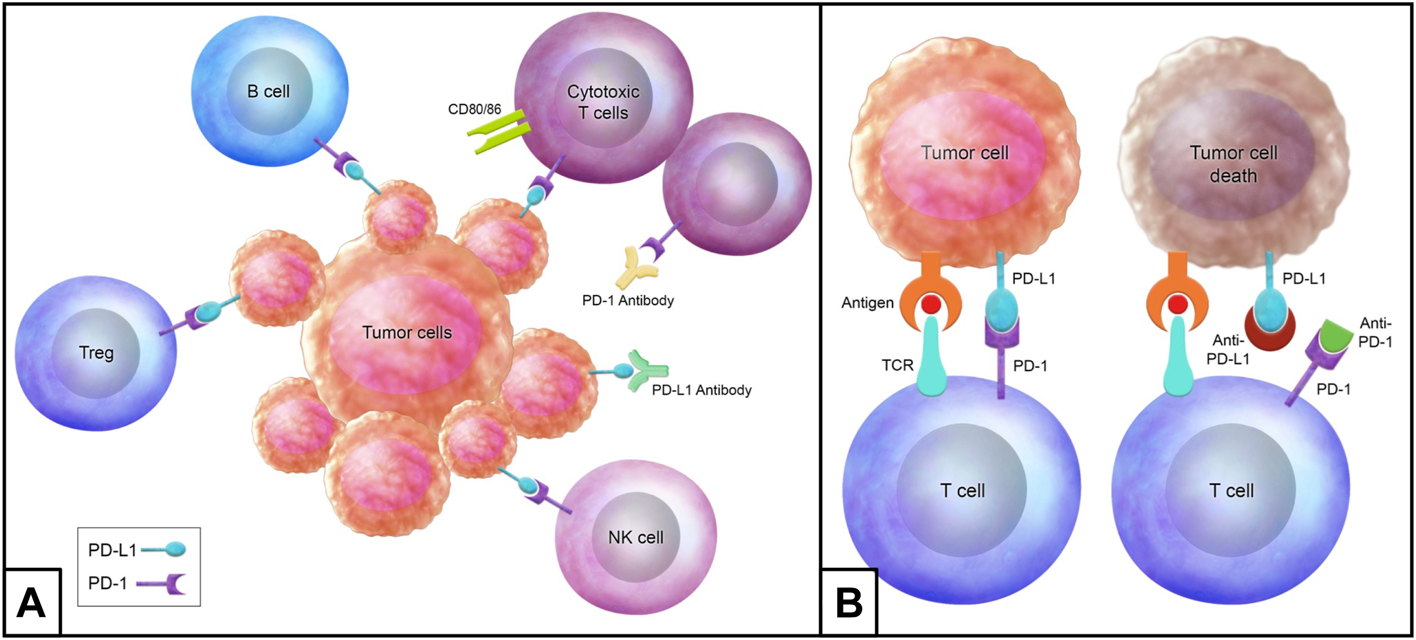 A schematic immunological diagram illustrates P D 1 and P D L 1 mediated tumor immune evasion and antibody-based checkpoint blockade mechanisms.