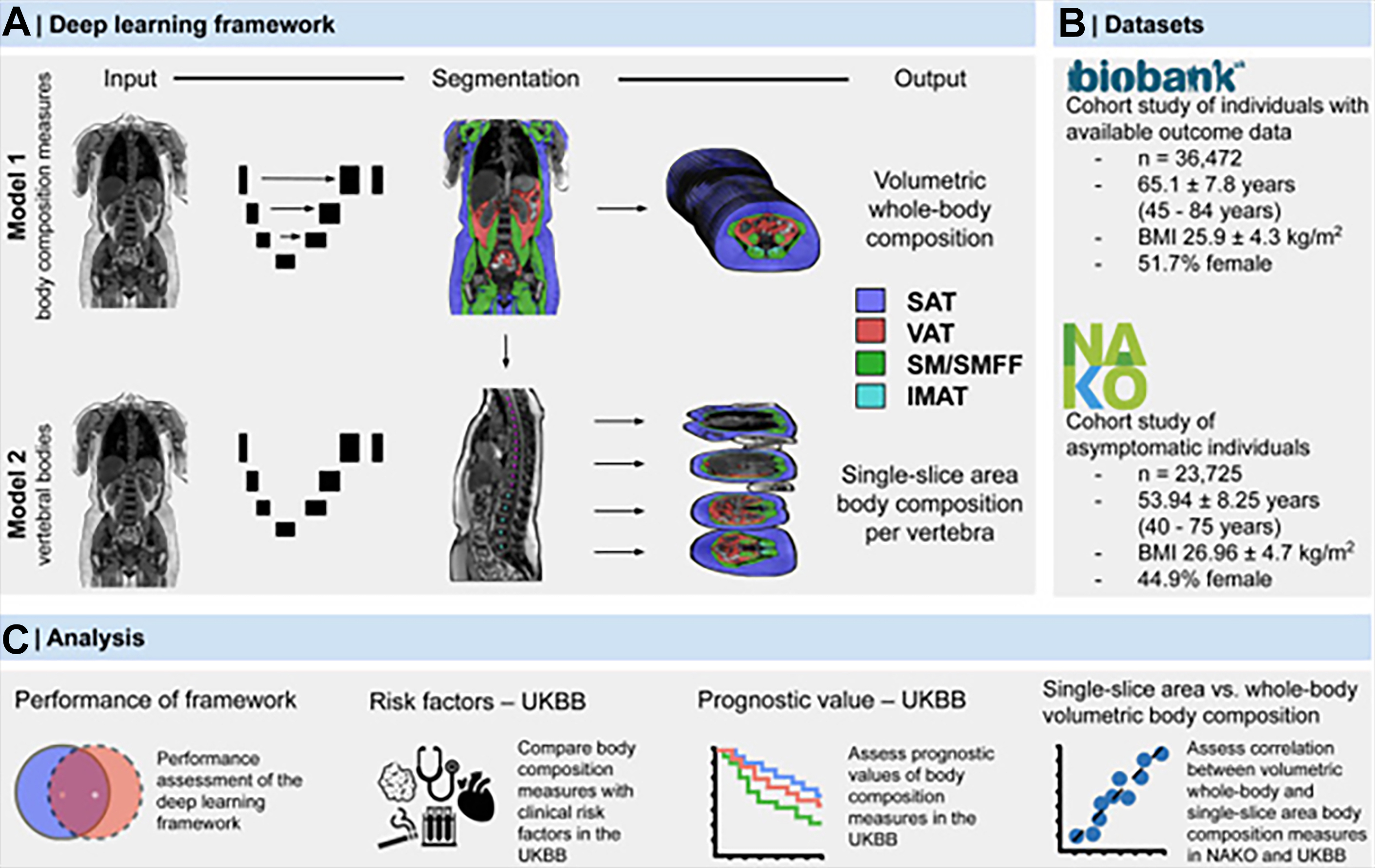 A three-part infographic shows a deep learning framework for whole-body M R I segmentation, dataset demographics from U K Biobank and N A K O, and analysis methods for predicting mortality.