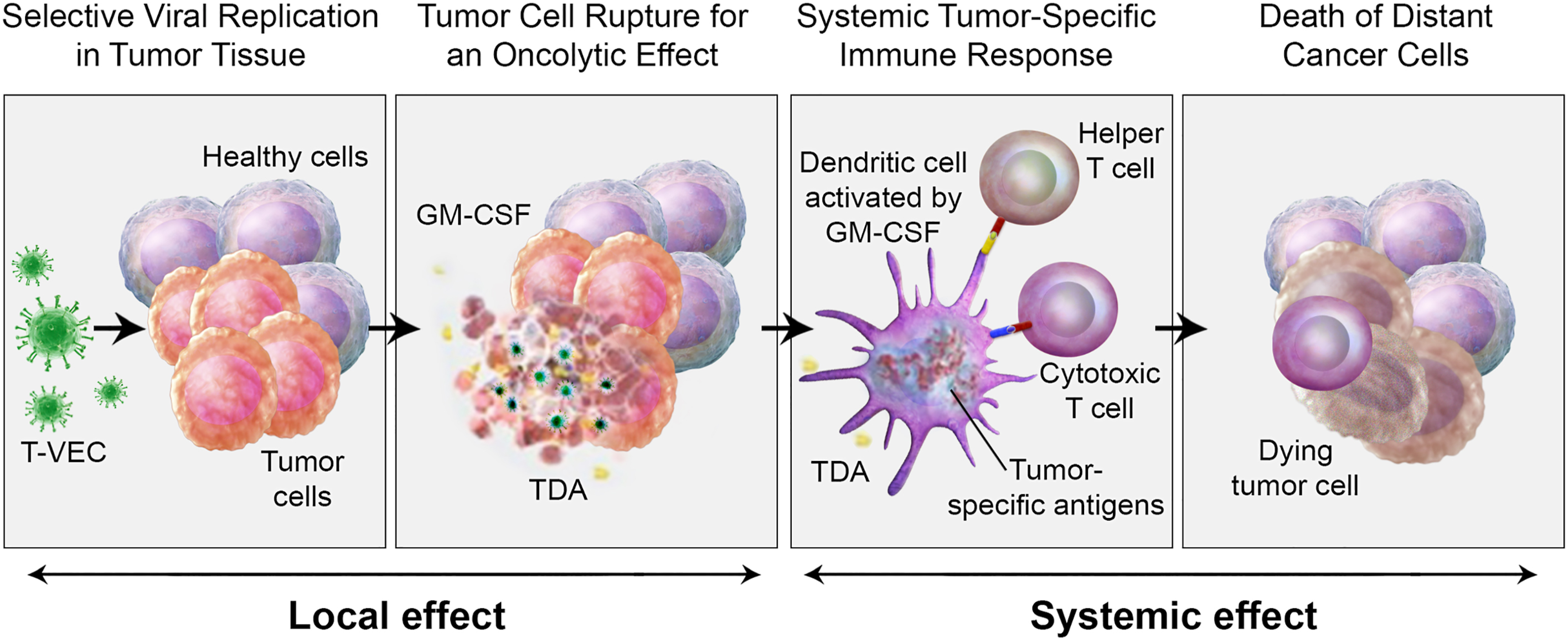 A biomedical diagram shows T V E C induced tumor cell lysis, immune activation, and systemic antitumor response via G M C S F and tumor derived antigens.