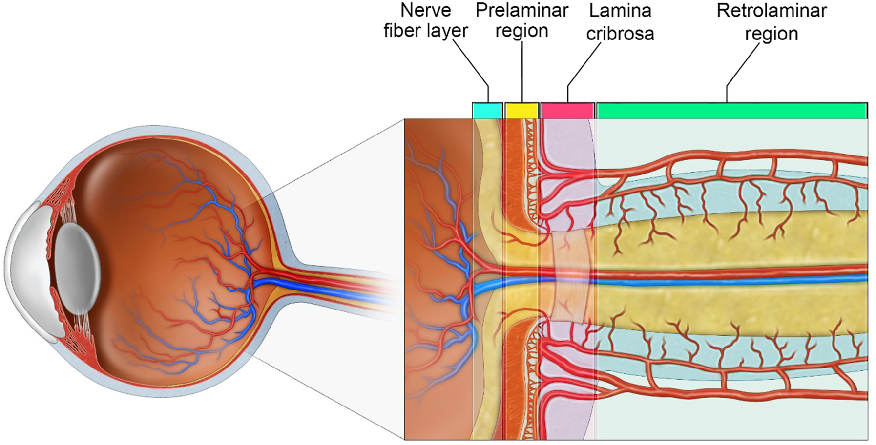 A diagram of the optic nerve head anatomy showing four labeled regions: nerve fiber layer, prelaminar region, lamina cribrosa, and retrolaminar region, alongside a cross-sectional view of the globe.