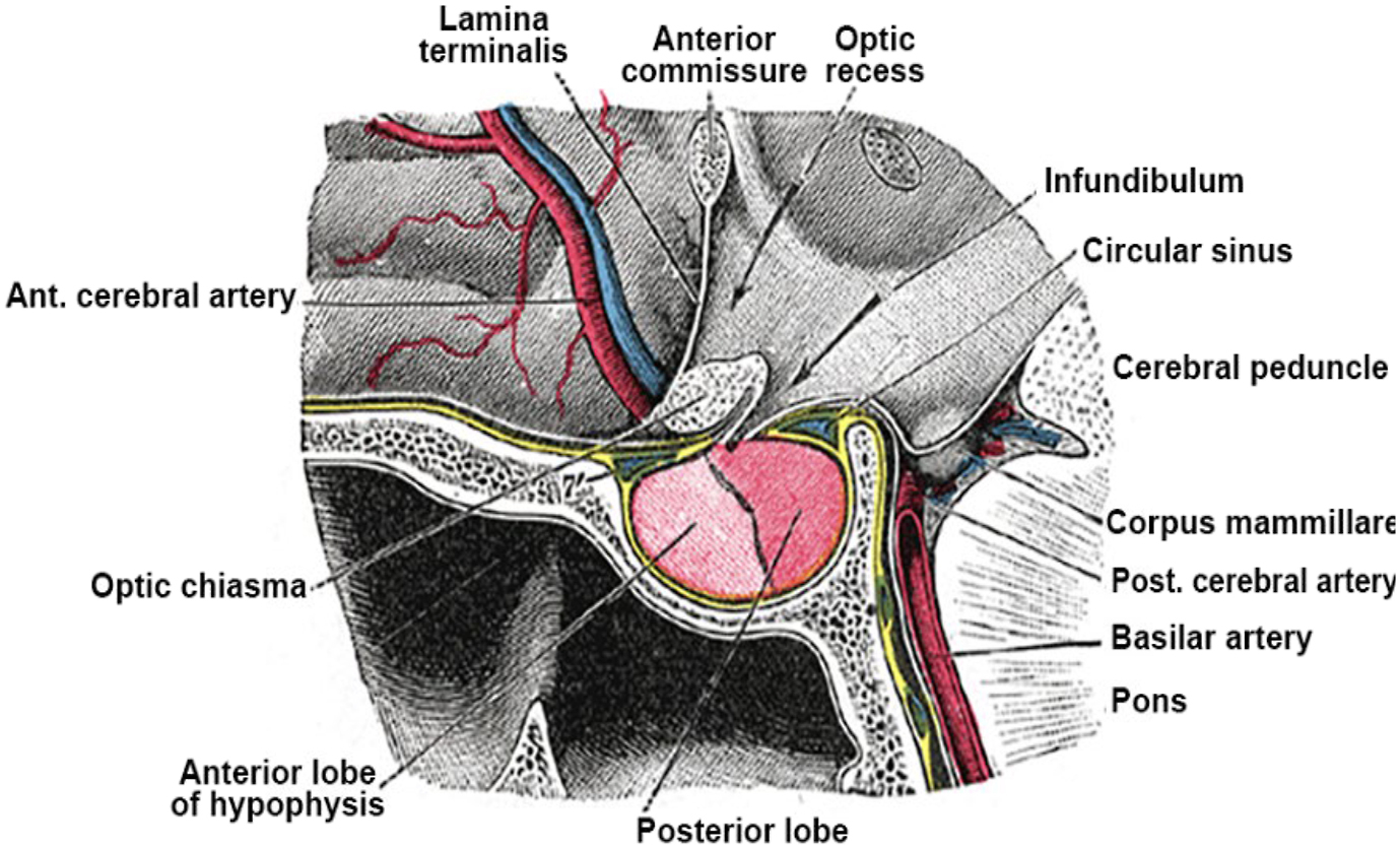 A diagram of the optic chiasm and associated structures in a sagittal anatomical illustration with thirteen labeled structures.