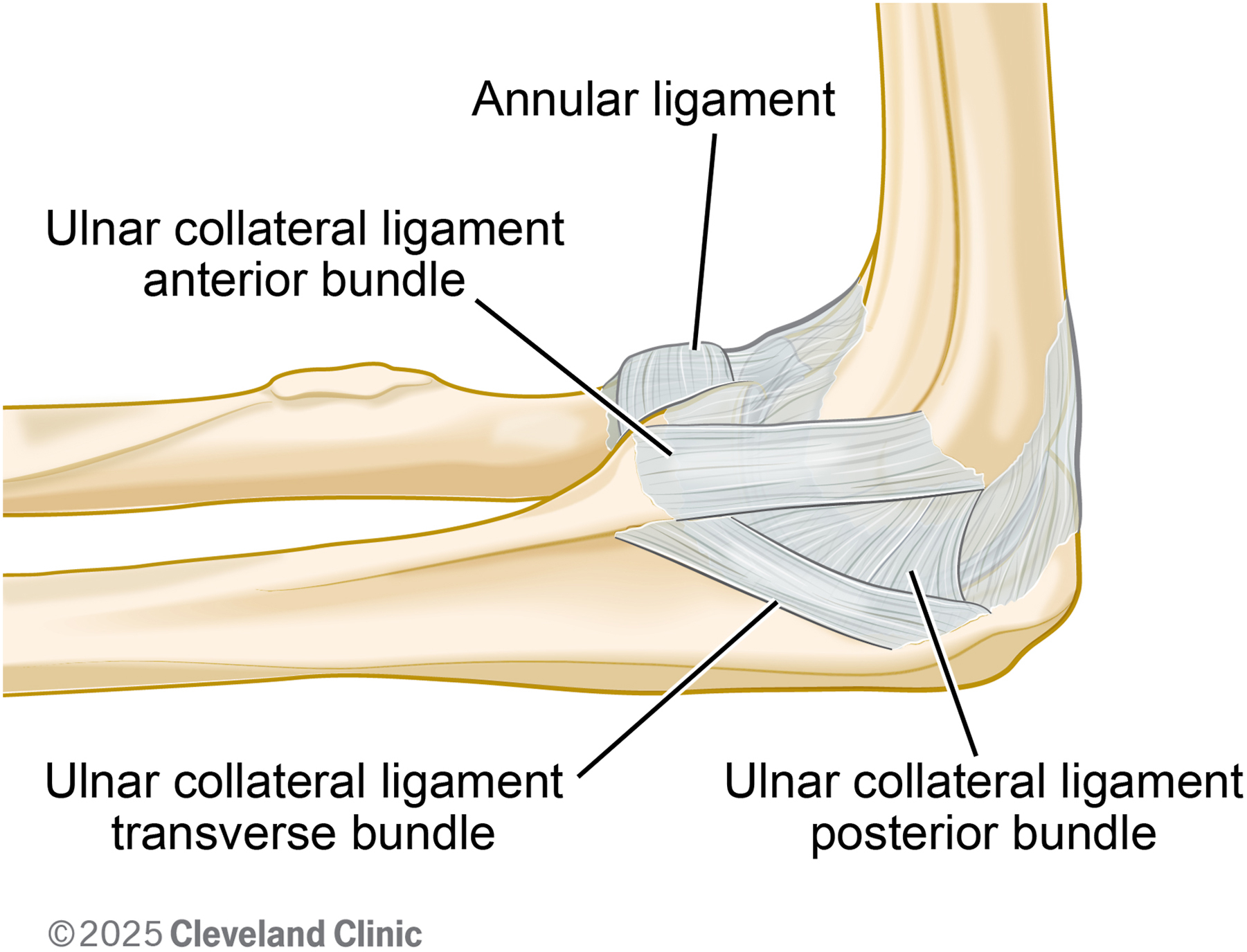 An illustration shows the elbow joint with the ulnar collateral ligament and the annular ligament labeled.