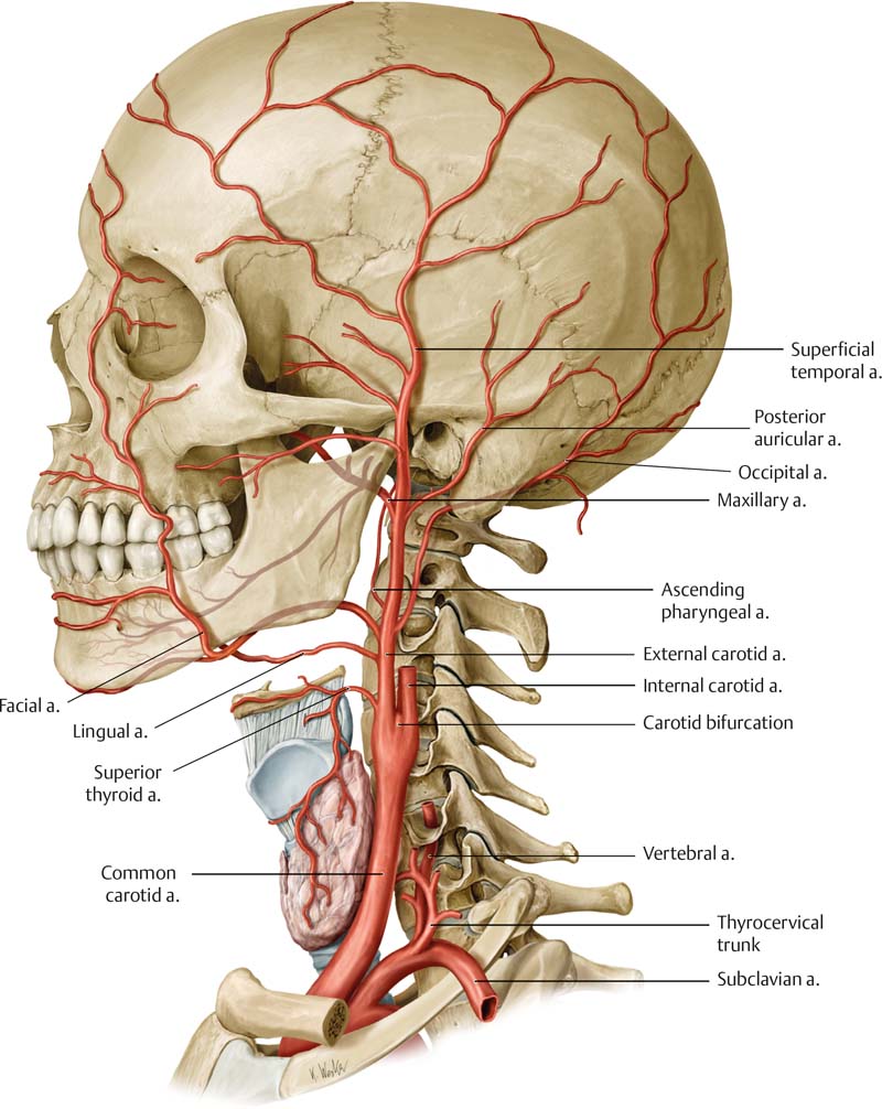 common carotid artery bifurcation