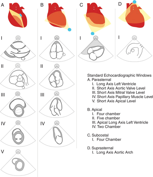Echocardiography Anatomy