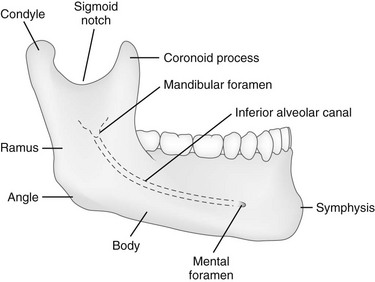 Diagrammatic representation of the normal anatomy of the mandibular