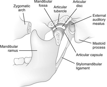 mandibula Diagram