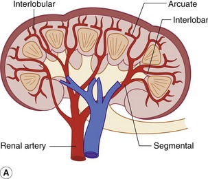 interlobular artery