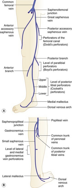 Anatomy of the lower-limb venous system and assessment of venous ...