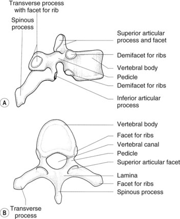 vertebral arch articular processes