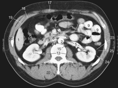 The abdomen | Radiology Key