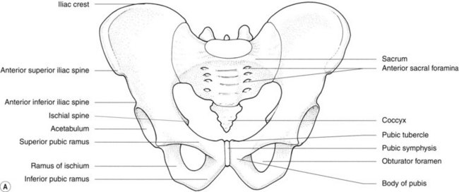 The pelvis  Radiology Key