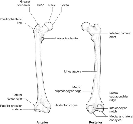Lower Limb  Basicmedical Key